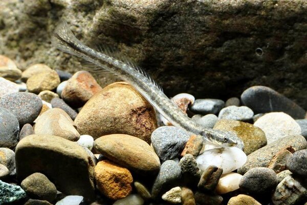 生物老師李志穎在彰化縣漢寶濕地拍到俗稱「苦甘仔」的海沙溜，長度約5公分，列入2019年記錄的新物種。照片／周銘泰提供