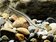 彰化縣海岸最後的淨土　漢寶濕地發現帶鰕虎罕見魚種