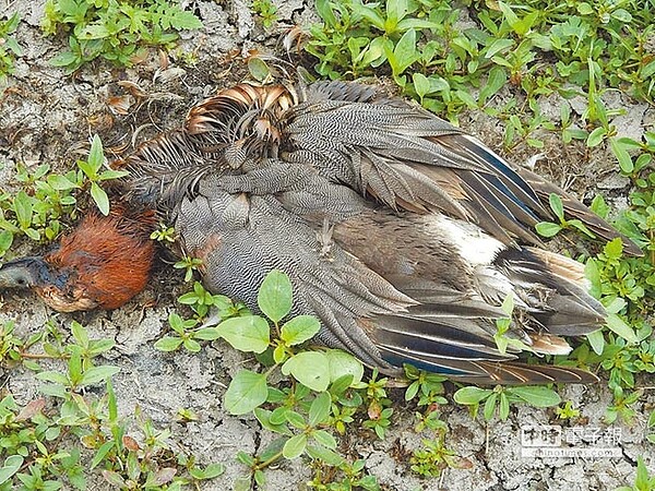 高屏溪出現數百隻疑因疫病造成死亡或癱瘓的雁鴨,鳥會人士、拍鳥俱樂部社團發起搶救行動。(拍鳥俱樂部社團,陸啟德提供)