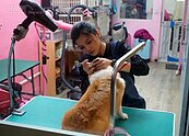 北市住宅區開放寵物店、健身房進駐　跟上時代腳步