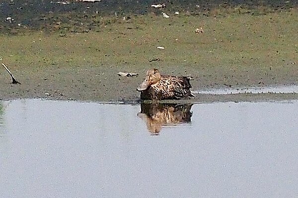 鳥友在高屏溪下游發現大量的雁鴨科水鳥死亡,有的不能飛、有的不能划水、有的不能走,奄奄一息地臥趴在草地上。記者潘欣中/翻攝
