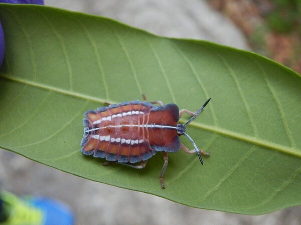 末齡荔枝椿象若蟲。圖／花蓮農改場提供