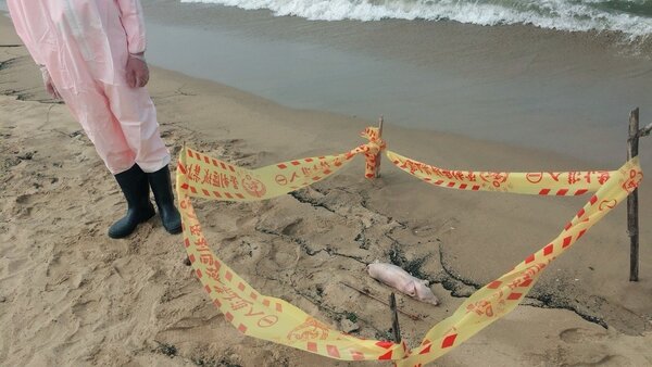 新北市貢寮區福隆沙灘發現一隻死亡豬屍。圖／新北市動保處提供