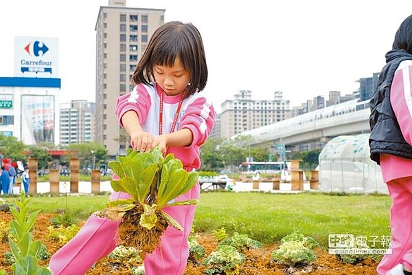 新北稼日蒔光可食地景區適逢收成季，市府2日上午邀請百位學童親手收成健康蔬菜。（譚宇哲翻攝）