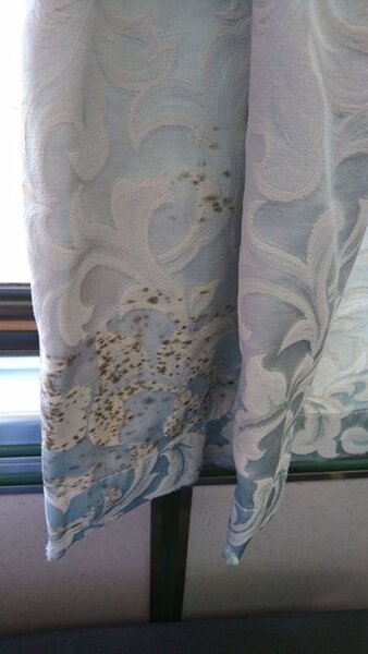一名女網友搭乘台鐵時發現旁邊的窗簾發霉。 圖／擷自《Dcard》