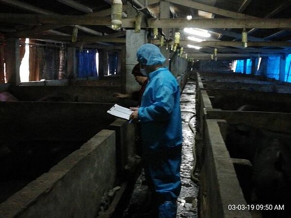 福隆豬屍,證實未感染非洲豬瘟。