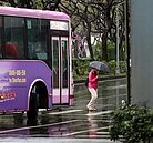 「斑馬線殺人」居高不下　關鍵3大要命設計