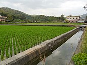 老天爺不下雨　美濃平原3月7日起進入二階輪灌