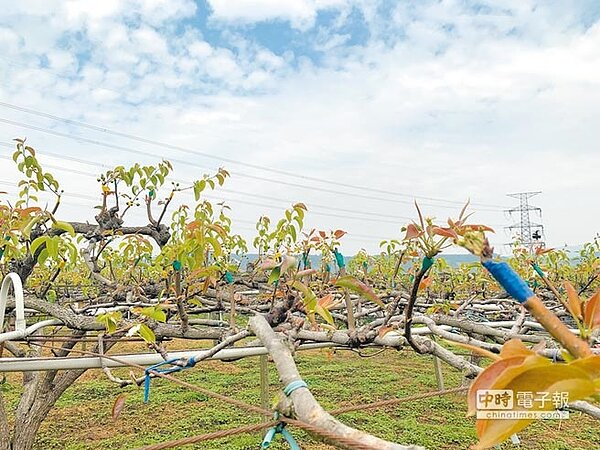 今年因暖冬乾旱,嚴重影響縣內高接梨穗,受害面積達704公頃。(何冠嫻翻攝)