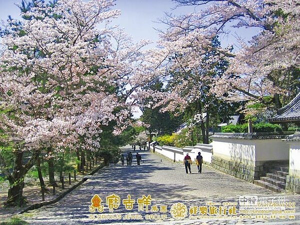 去日本玩變貴了,團費Q2起漲。(圖/祥樂旅行社提供)