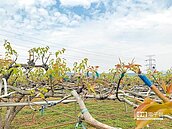 暖冬害慘高接梨穗　受災農快申請