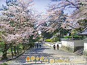 去日本玩變貴了　團費Q2起漲