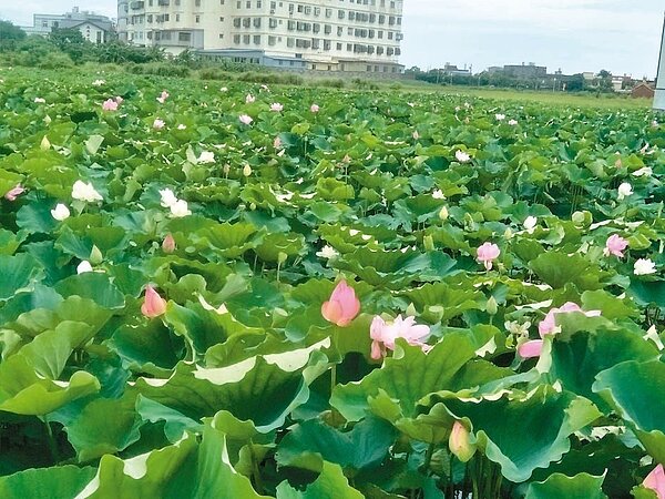 桃園市觀音蓮花園休閒農業區以蓮花聞名,農民礙於特定農業區用地限制住宿、餐飲「卡關」,擔心休閒農場申辦經營「玩不下去」。 圖/聯合報系資料照片