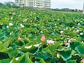 桃園3休區受限特農地　可現有農舍申辦