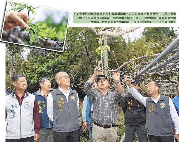 泰安紅肉李受暖冬乾旱影響農損嚴重，大片紅肉李樹難得看到1、2顆小果實（小圖）；苗栗縣長徐耀昌6日會勘農損災情，現場指示，農業處盡速彙整資料，依規定向農委會申請公告辦理現金救助。（巫靜婷攝）