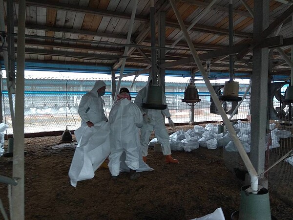 彰化縣大城鄉1家土雞場的土雞暴斃,確診為H5N2禽流感,防疫人員昨進場撲殺3萬3400隻土雞,並全場消毒。圖/彰化縣政府提供