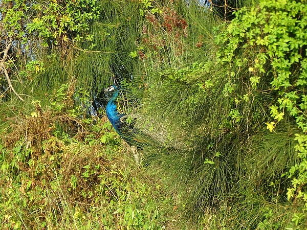 金門的野外經常可見孔雀，但孔雀警覺性相當高，一察覺有人類，立刻躲進草叢。記者蔡家蓁／攝影
 