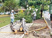 路面坑洞路樹倒　中市急搶修