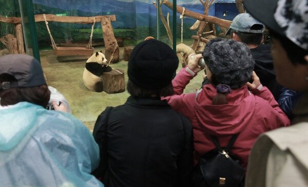 台北巿立動物園的貓熊人氣未減，吸引民眾拍照留念。 記者黃義書／攝影