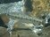七家灣溪國寶魚鉤吻鮭5千多尾　在溪流應可健康長大