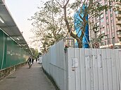 大巨蛋移樹　北市府核定　護樹團體抨擊