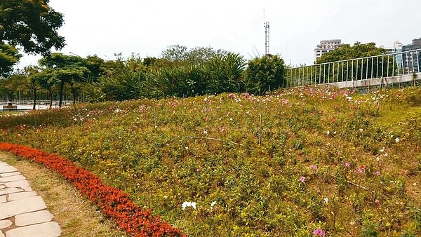 台北杜鵑花季昨開跑,大安森林公園內的杜鵑花卻開得稀稀落落。 記者楊正海/攝影