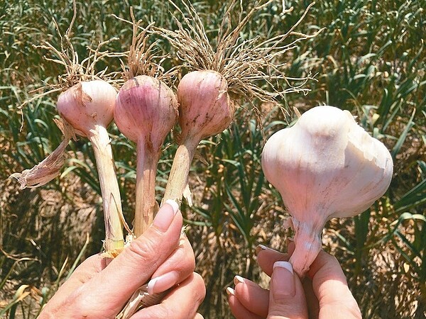 雲林縣蒜頭、茶葉等農作物受暖冬影響災損慘重，農民申請救助金額達1億4891萬元。圖／報系資料照