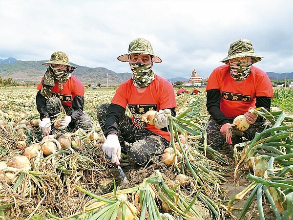 海軍陸戰隊在屏東縣恆春半島的洋蔥助收有意收手，卻擋不住民意壓力，陸戰隊第99旅昨天起展開為期45天、每天200人的義務助收任務。 記者潘欣中／攝影