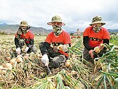 陸戰隊助收洋蔥　省下千萬工資