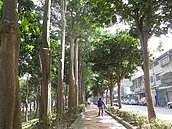 這5種行道樹最顧人怨　淪為討人厭壞鄰居