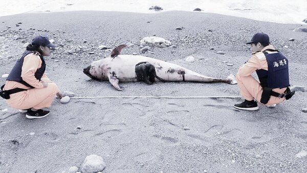 台東成功海域昨天發現死亡花紋海豚。圖／取自海洋保育署臉書