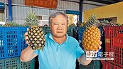 農糧署補貼加工　鳳梨守住每公斤8元