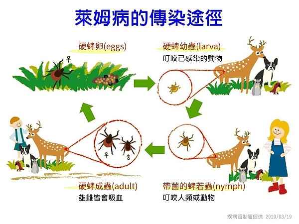 萊姆病傳染途徑。圖／疾管署提供