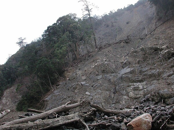 河川上游林地的自然崩塌，常導致林木傾倒滑落，漂送到下游成為漂流木。圖／林務局提供