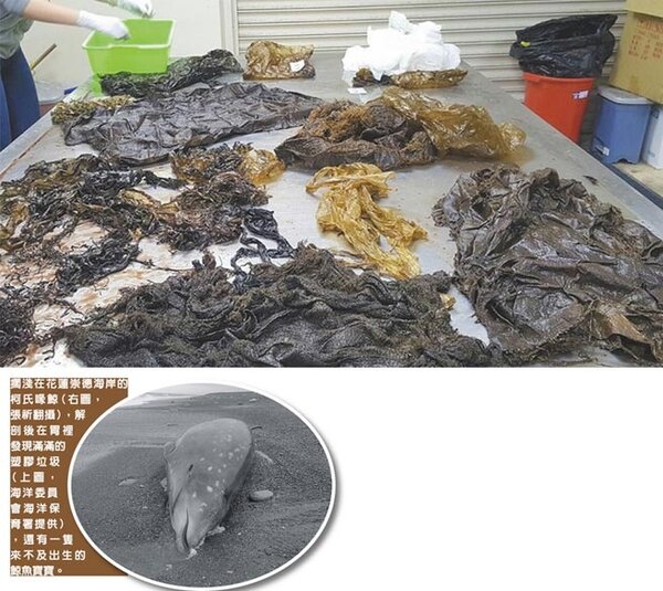 擱淺在花蓮崇德海岸的柯氏喙鯨（小圖，張祈翻攝），解剖後在胃裡發現滿滿的塑膠垃圾（海洋委員會海洋保育署提供），還有一隻來不及出生的鯨魚寶寶。