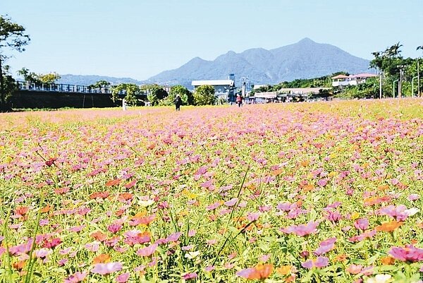 北市府推廣關渡花海，今年種植近41座籃球場面積的大波斯菊、大百日草、向日葵陸續綻放中。 圖／北市公園處提供