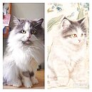 故宮推貓月曆召喚貓奴　文物萌萌噠