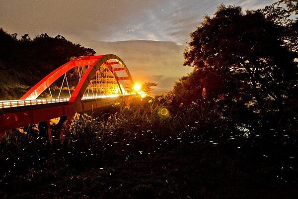 阿里山公路生態復育出現許多螢火蟲,許多景點甚至有業者帶團賞螢。圖/ 公路總局提供