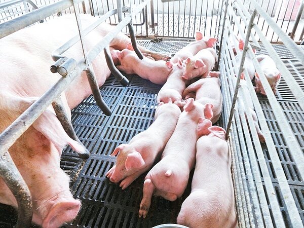 1997年有業者從中國大陸及東南亞偷渡仔豬,連帶把口蹄疫病毒送進台灣。圖/聯合報系資料照片