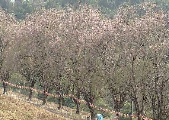 çƒå±±é ­é¢¨æ™¯å€æ«»èŠ±å­£å…«é‡æ«»æ¿ƒæ¿ƒæ—¥æœ¬å'³ å¥½æˆ¿ç¶²news