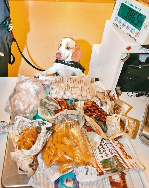 為防止非洲豬瘟，防檢局昨天起在桃園機場加強檢查旅客行李，一隻檢疫犬當場查獲緬甸旅客攜帶約3公斤的貢丸、香腸等肉類製品，所幸旅客尚未通關，申報後丟棄，省了罰款。 記者鄭超文／攝影