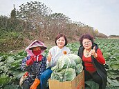 張麗善下鄉　企業購3百箱高麗菜