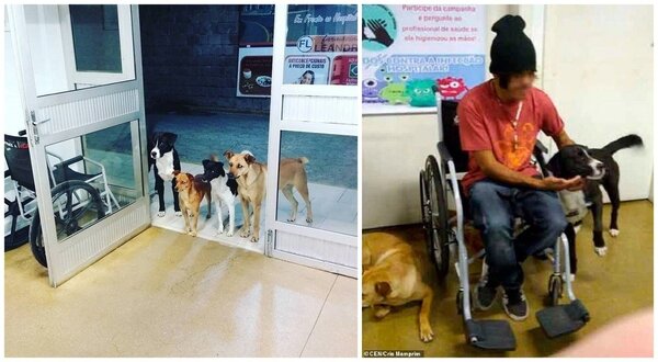 巴西一名流浪漢日前因病赴醫院就診，被他餵食的4條狗就在醫院門口乖乖地等候，讓護理人員嘖嘖稱奇。畫面翻攝：MailONLINE