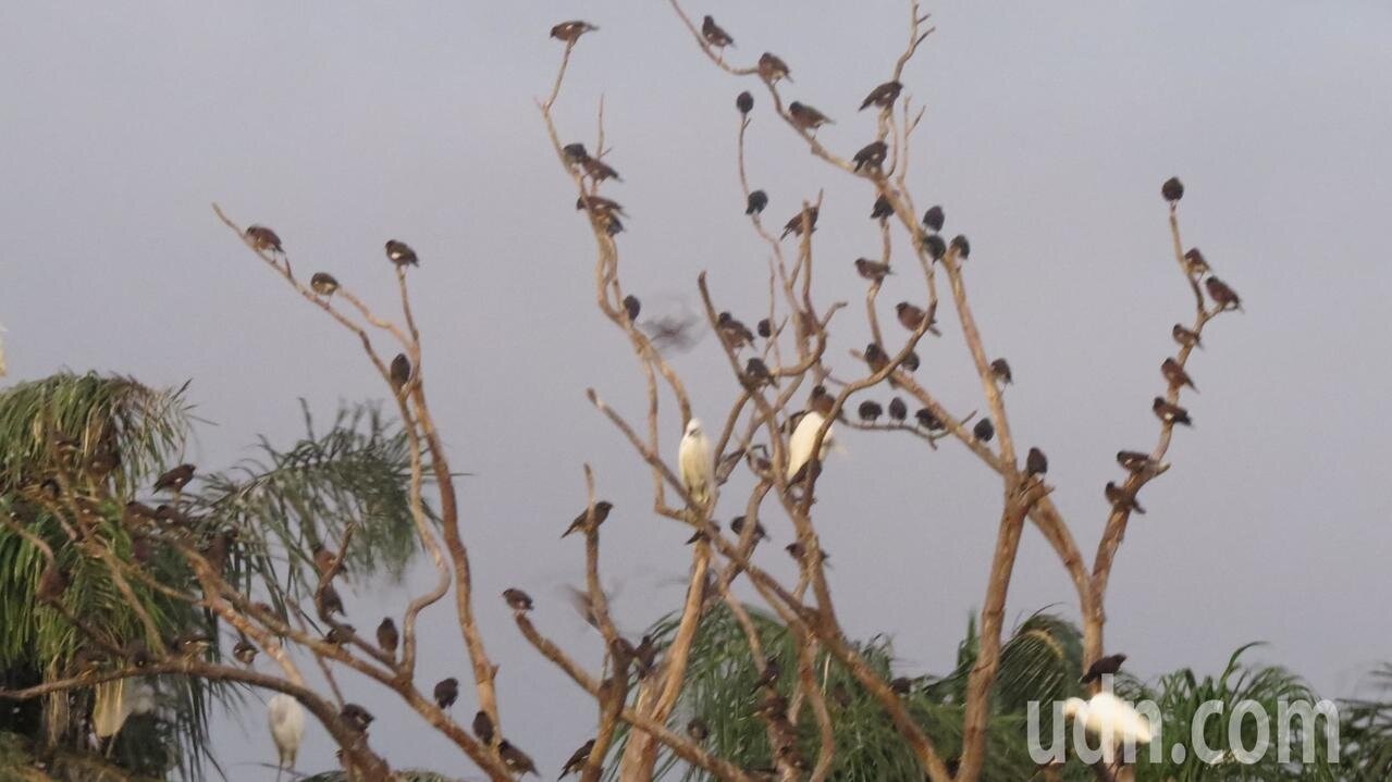 苗栗縣公館鄉鶴岡村鳥樹林枝頭密密麻麻,數量達數千隻。記者范榮達/攝影
