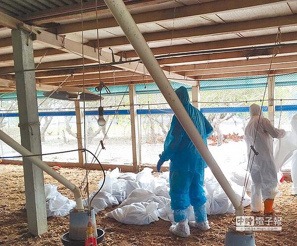 彰化縣鹿港鎮一處土雞場被確診感染H5N2亞型高病原性禽流感病毒,防疫人員16日進行全場撲殺及消毒,共撲殺6958隻土雞。(彰化縣政府提供)