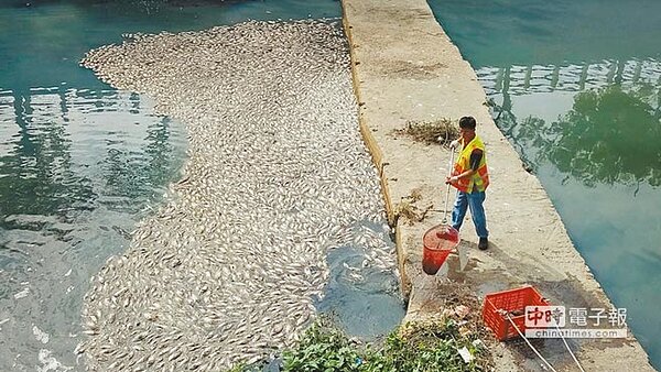 梧棲大排疑遭廢水汙染,大魚小魚無一倖免,清潔隊員強忍腥臭打撈暴斃魚屍。(王文吉翻攝)
