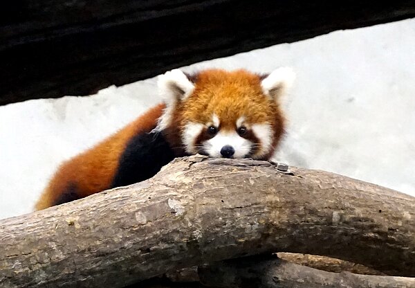 「Yammy」遵循媽媽傳授給牠的經驗,一有動靜就鑽進巢箱或是爬上棲架躲藏。台北市立動物園提供
