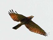 南路鷹來了　彰化專車載你看