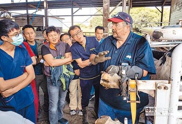 林鳳營牧場「酪農共識營」邀澳洲專家Peter Best傳授乳牛修蹄觀念與技術，並一邊示範修蹄一邊回答酪農問題。（味全提供）