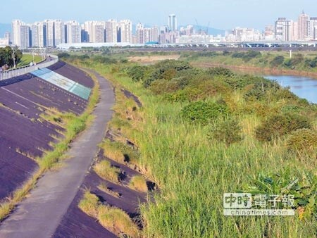 樹林段的大漢溪畔目前還是一片雜草，堤外道路工程迄今仍無動靜。（陳俊雄攝）